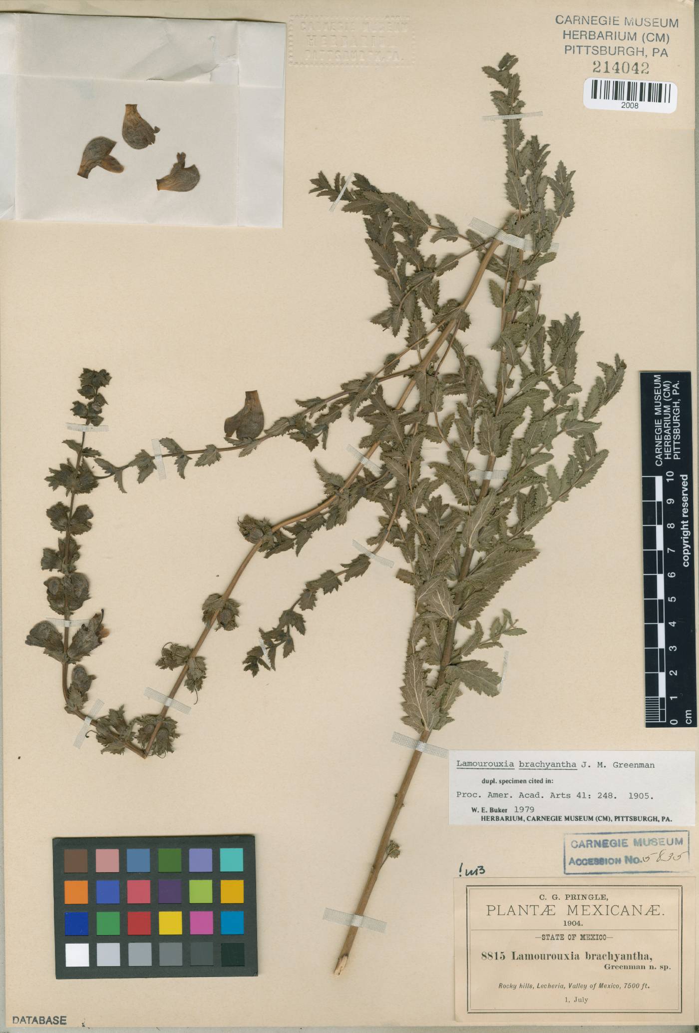 Lamourouxia brachyantha image