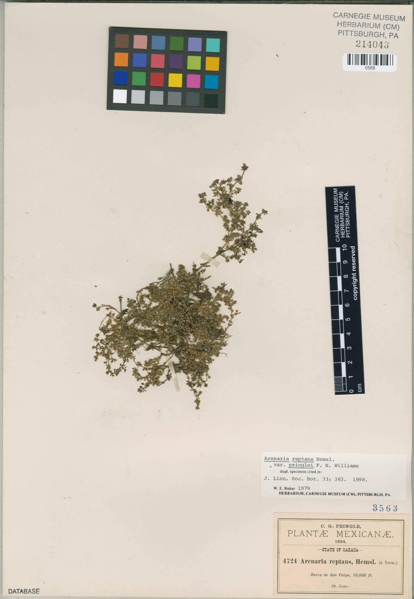 Arenaria reptans image