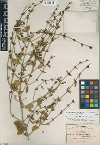 Image of Carlowrightia glandulosa