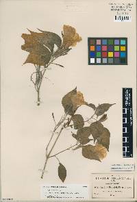 Image Associated With the Occurence