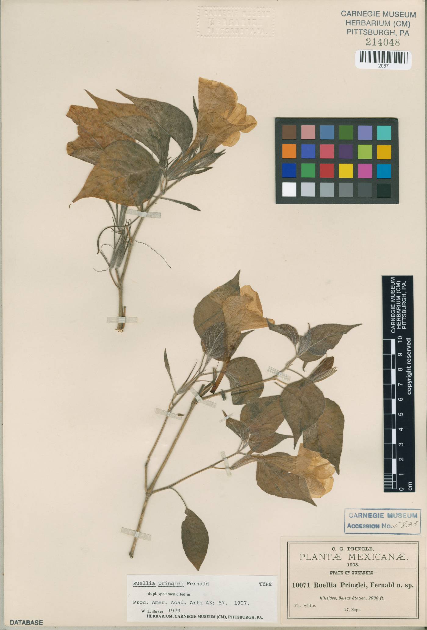 Ruellia pringlei image