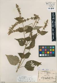 Salvia polystachia image