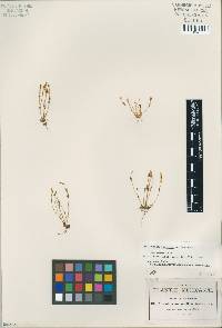 Image of Centaurium pusillum