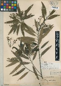 Ocotea tampicensis image