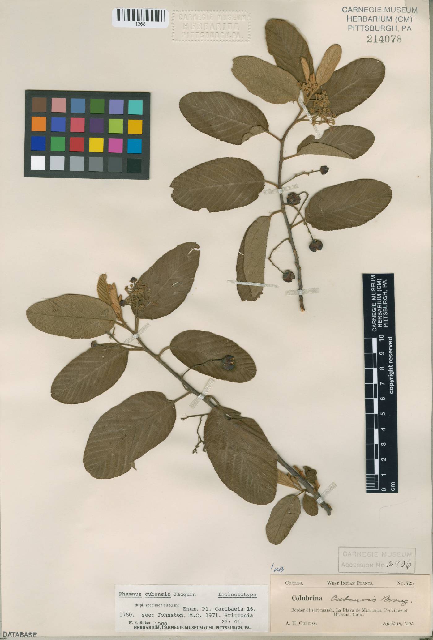 Colubrina cubensis image