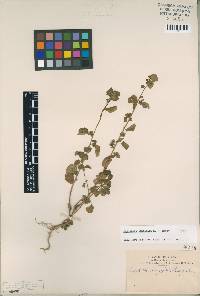 Image of Euphorbia acerensis