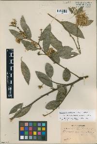 Dasyphyllum inerme image