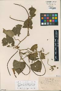 Tropaeolum cuspidatum image