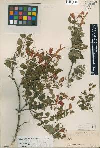 Image of Salvia betulaefolia