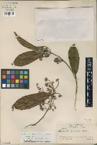 Image of Barnhartia floribunda