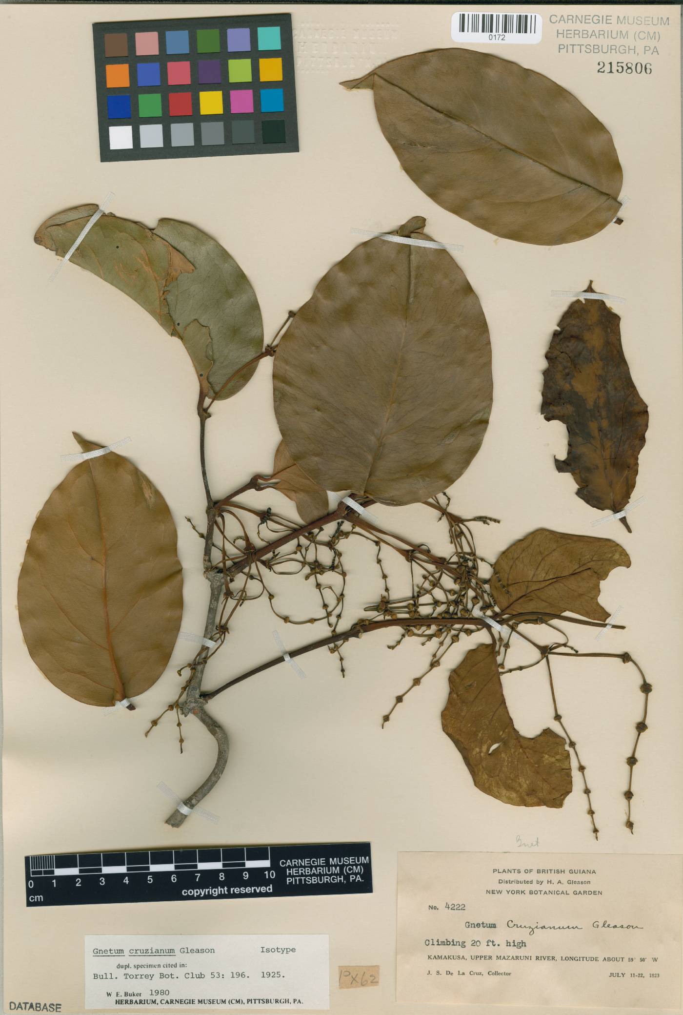 Gnetum nodiflorum image