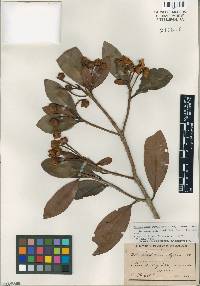 Image of Ternstroemia luquillensis