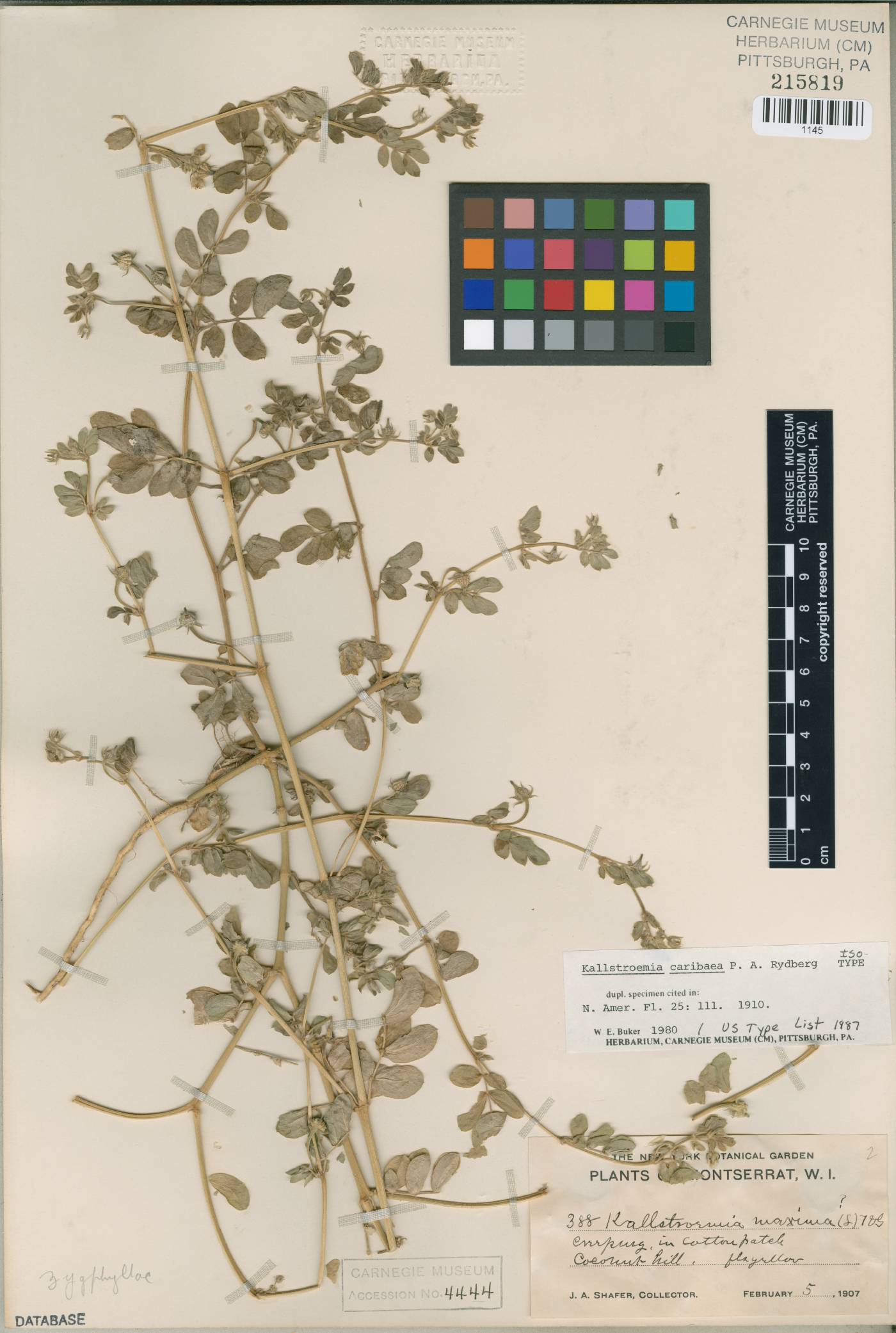 Kallstroemia caribaea image