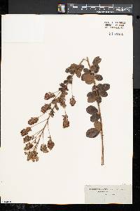 Lespedeza hirta image