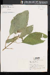 Impatiens pallida image