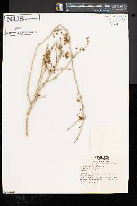 Parkinsonia florida image