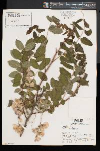 Robinia hispida image