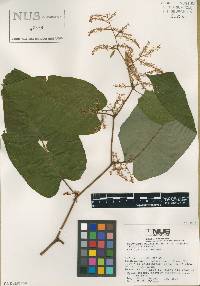 Fallopia sachalinensis image