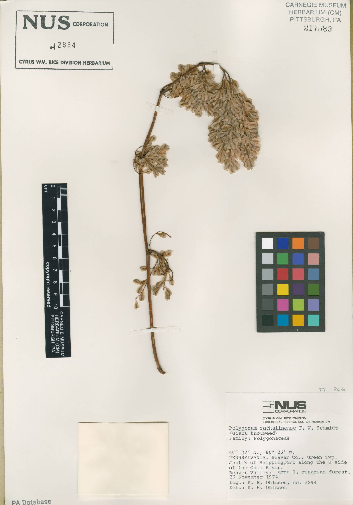 Polygonum sachalinense image