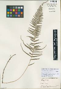 Media resource of Serpocaulon tayronae