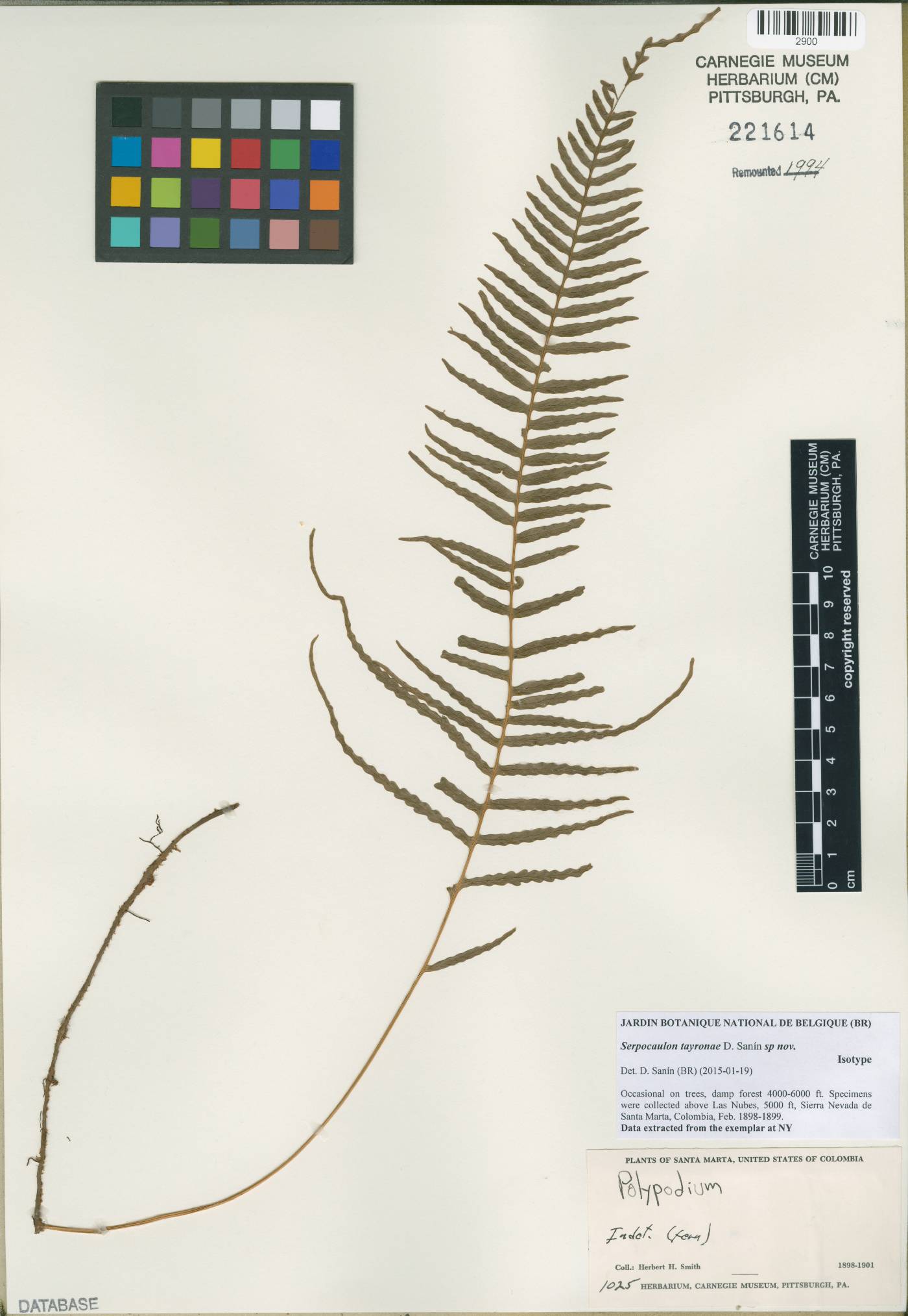 Serpocaulon tayronae image