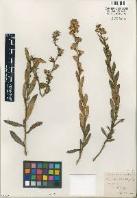 Haplopappus orcuttii image