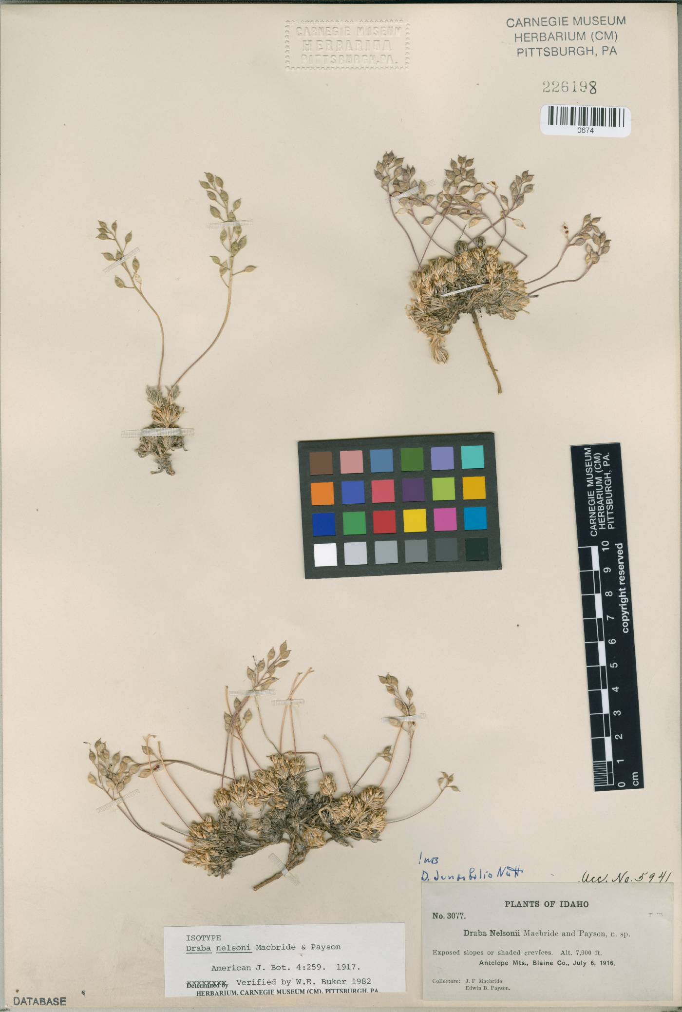 Draba nelsonii image