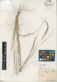 Image of Agrostis hallii