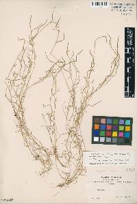 Muhlenbergia bryophilus image