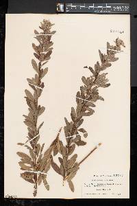 Lespedeza capitata image