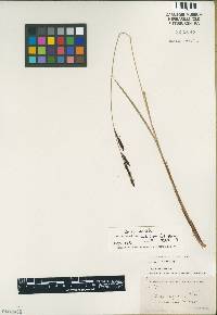 Image of Carex nudata