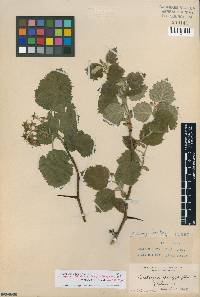 Image of Crataegus texana