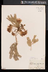 Albizia julibrissin image