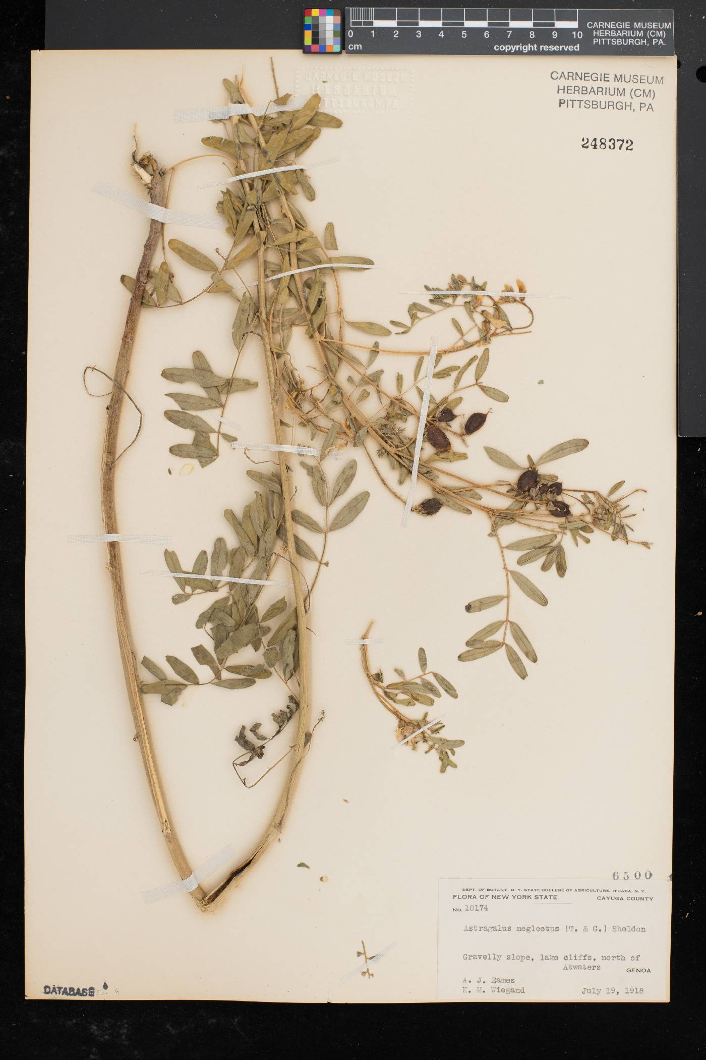 Astragalus neglectus image