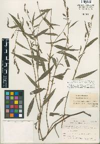 Image of Persicaria trigonocarpa