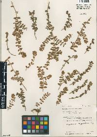 Euphorbia dioeca image