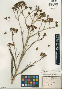 Senecio prionopterus image