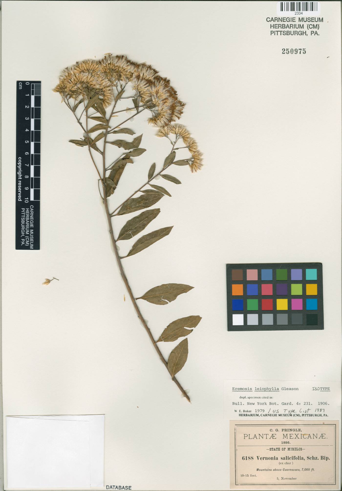 Critoniopsis image