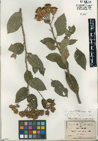 Image of Vernonia alamanii