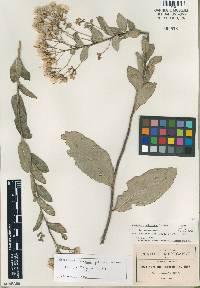 Image of Vernonanthura serratuloides