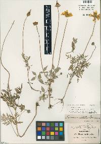 Bidens ocellatus image