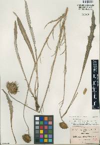 Cirsium velatum image