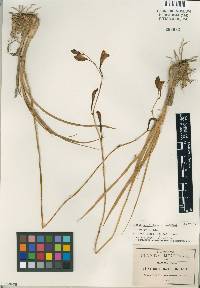 Image of Bletia ensifolia