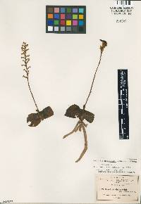 Galeoglossum thysanochilum image