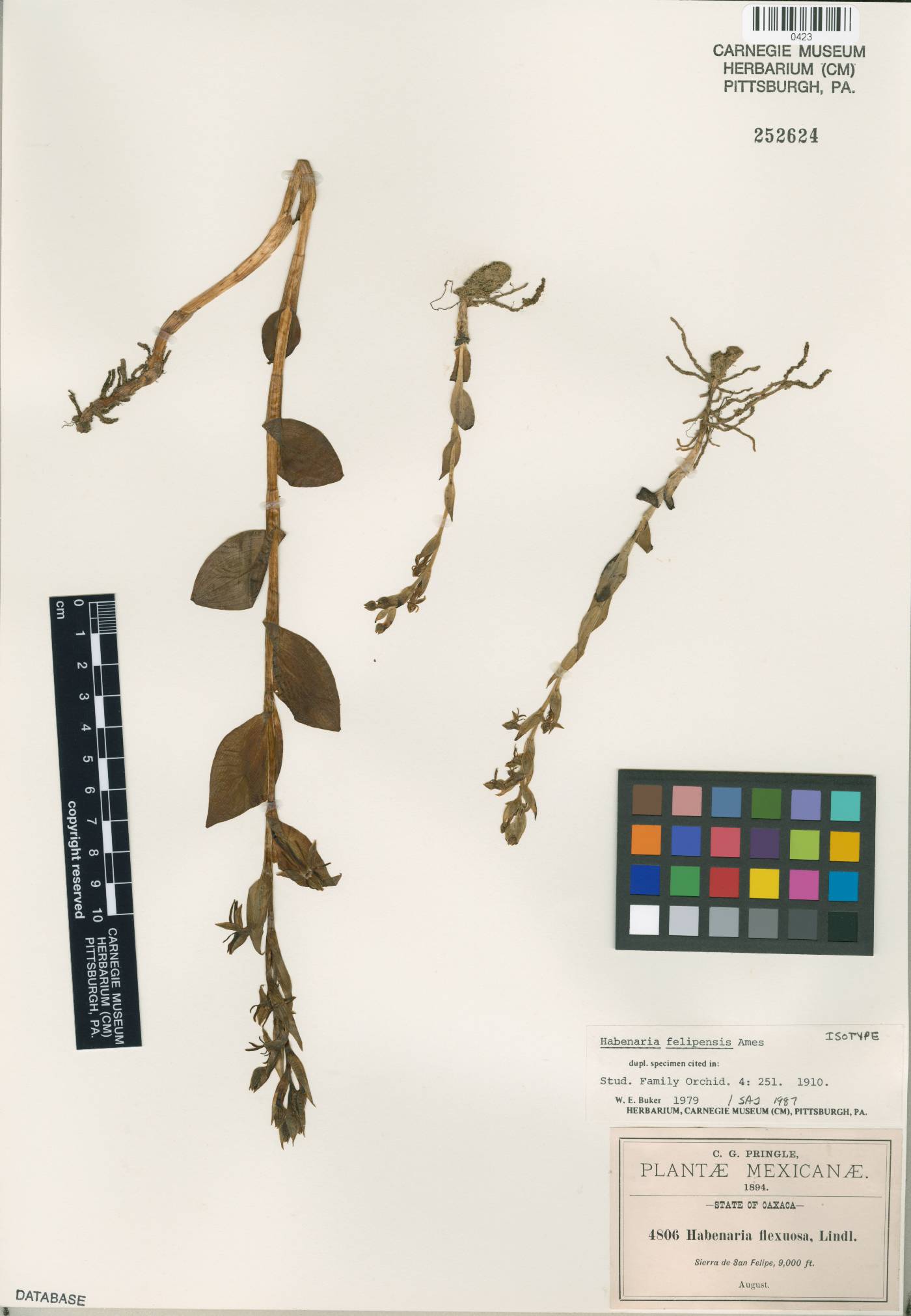 Habenaria felipensis image