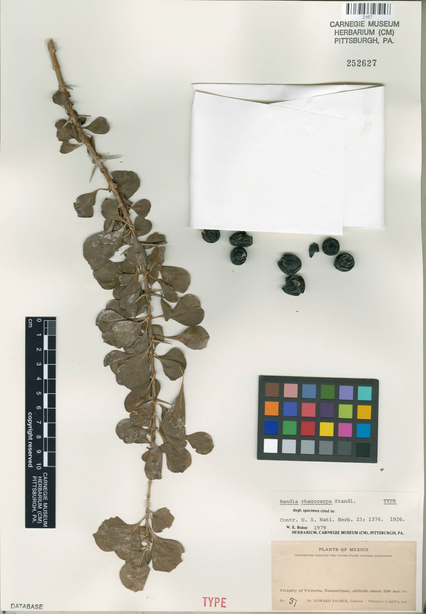 Randia rhagocarpa image