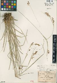 Carex aztecica image