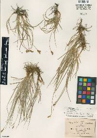 Image of Carex peucophila