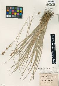 Carex humboldtiana image