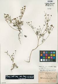 Chrysanthellum mexicanum image